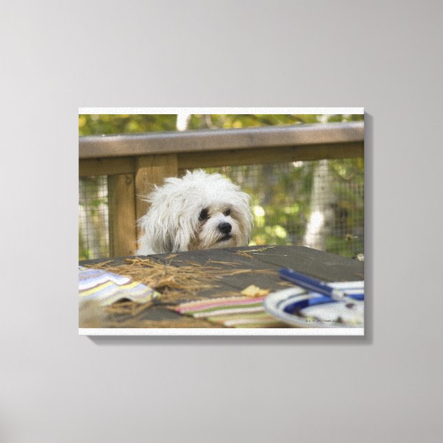 Impressão Em Tela Cão na mesa de piquenique (Frente)