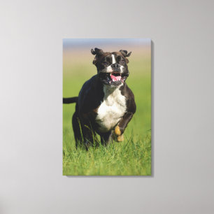 Impressão Em Tela Cão que funciona 2