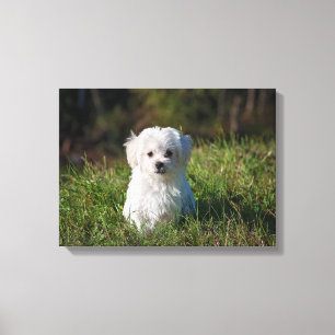 Impressão Em Tela Cãozinho branco