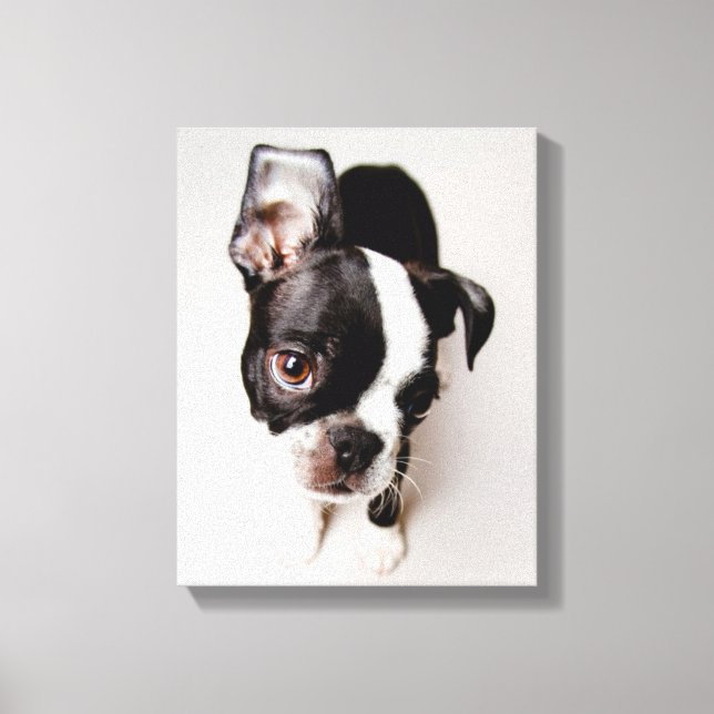 Impressão Em Tela Cãozinho Edison Boston Terrier. (Frente)
