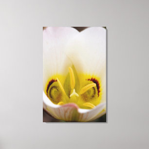 Impressão Em Tela Capitol Reef National Park, Utah, EUA 2