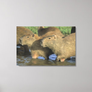 Impressão Em Tela Capivara, Hydrochaeris hydrochaeris), mundo's