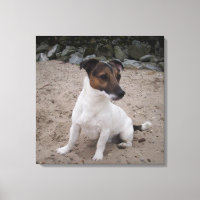 Capo von Oppenheim, Jack Russell Terrier, Cão