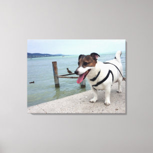 Impressão Em Tela Capo von Oppenheim, Jack Russell Terrier Dog