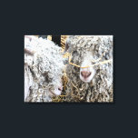 IMPRESSÃO EM TELA CAPRINOS CORTES<br><div class="desc">Um design fotográfico de duas cabras angorais muito bonitas com decoração de palha.</div>