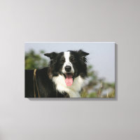 Captura de Borda Collie Panting 1