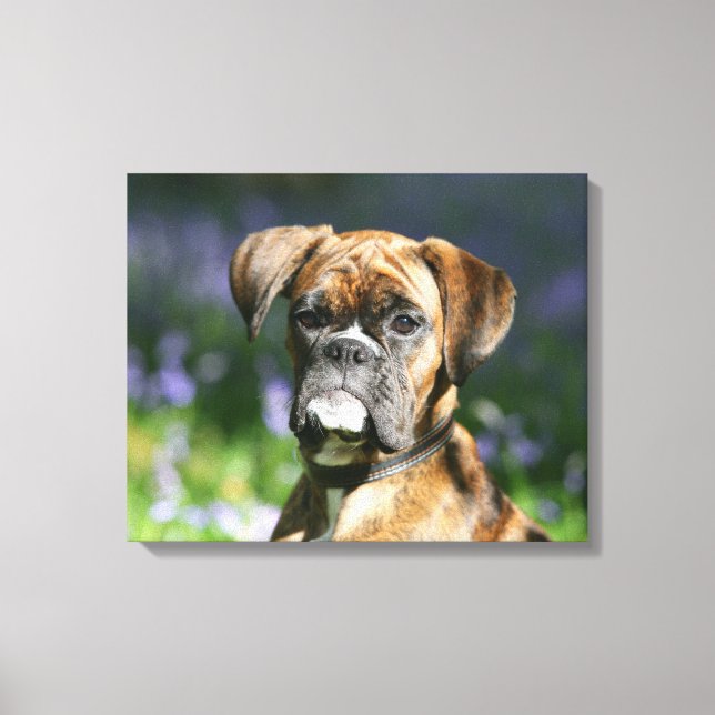 Impressão Em Tela Captura de cabeça do cão Boxer (Frente)