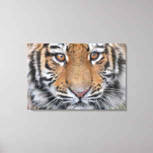 Impressão Em Tela Cara do filhote de tigre