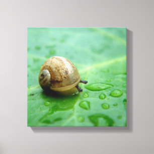 Impressão Em Tela Caracol de bebê