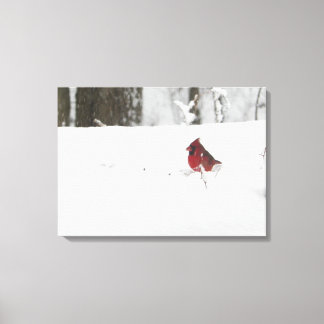 Impressão Em Tela Cardeal na neve