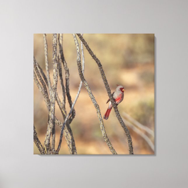 Impressão Em Tela Cardinal do Deserto (Frente)