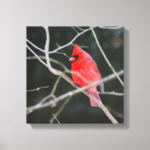 Impressão Em Tela Cardinal do Norte Brilhante