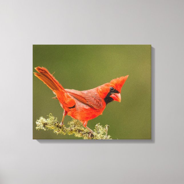Impressão Em Tela Cardinal macho no galho (Frente)