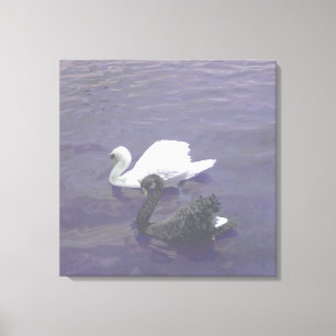 Impressão Em Tela Casal de Cisnes Preto e Branco em um Lago