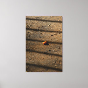 Impressão Em Tela Cashew Fruit on Dusty Ground with Geometric Shadow