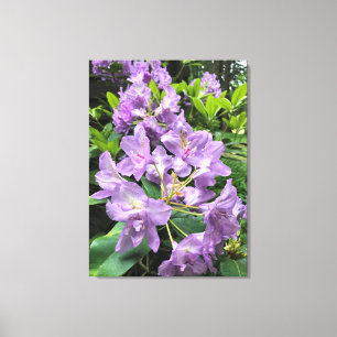 Impressão Em Tela Catawbiense Boursault Rhododendrons, Oregon