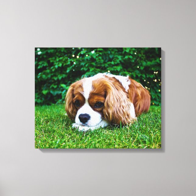Impressão Em Tela Cavalier King Charles Spaniel Blenheim em Grass (Frente)