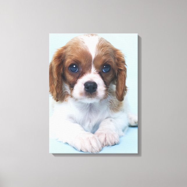 Impressão Em Tela Cavalier King Charles Spaniel Puppy (Frente)