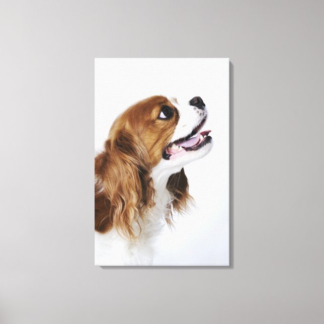 Impressão Em Tela Cavalier King Charles Spaniel, vista lateral (Frente)