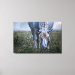 Impressão Em Tela Cavalo branco