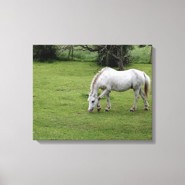 Impressão Em Tela Cavalo branco a pastorear num campo (Frente)