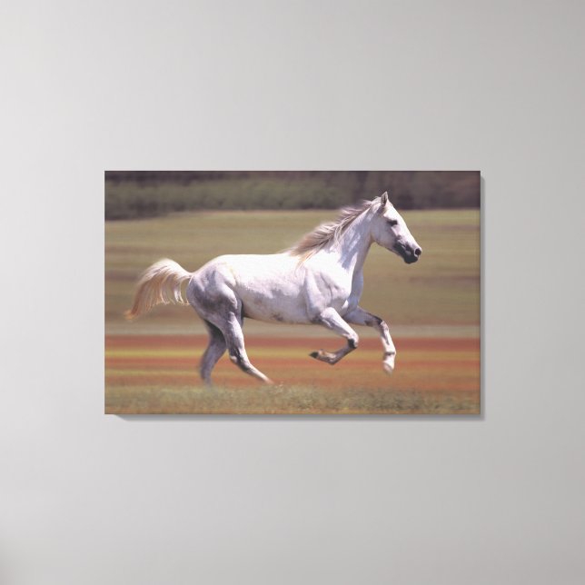 Impressão Em Tela Cavalo branco correndo no campo (Frente)