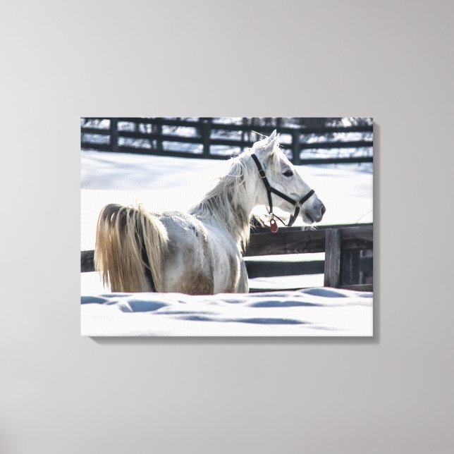 Impressão Em Tela Cavalo Branco Na Neve (Frente)