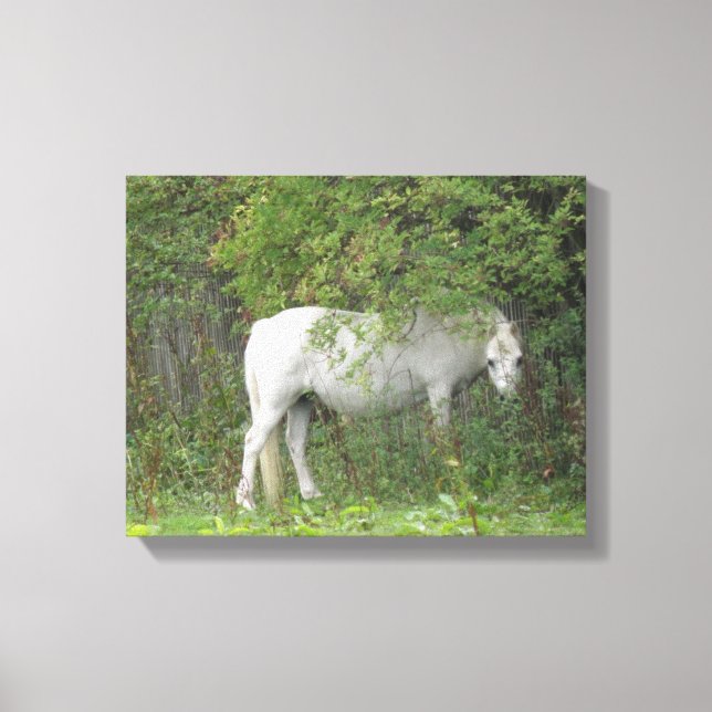 Impressão em Tela Cavalo Branco Tímido (Frente)