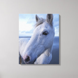 Impressão Em Tela Cavalo Camargue