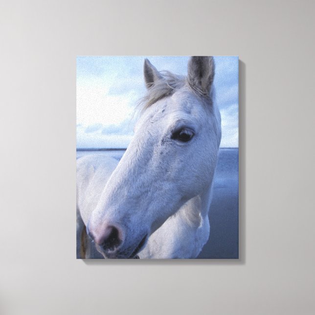 Impressão Em Tela Cavalo Camargue (Frente)