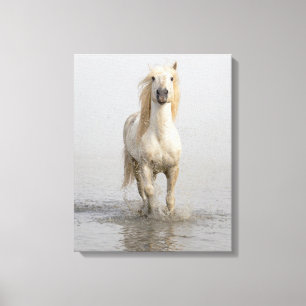 Impressão Em Tela Cavalo Camargue Correndo na Água