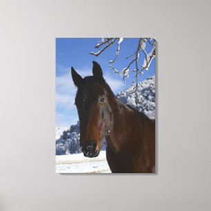 Impressão Em Tela Cavalo de Brown no inverno
