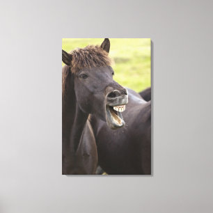 Impressão Em Tela Cavalo islandês com expressão engraçada