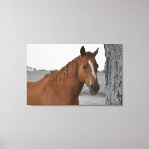 Impressão Em Tela Cavalo Marrom, Tela de Fundo Preto e Branco