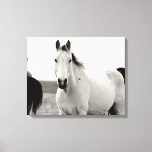 Impressão Em Tela Cavalo Negro e Branco nas Colinas Flint