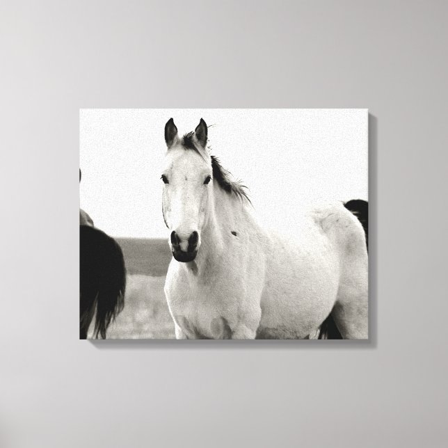 Impressão Em Tela Cavalo Negro e Branco nas Colinas Flint (Frente)