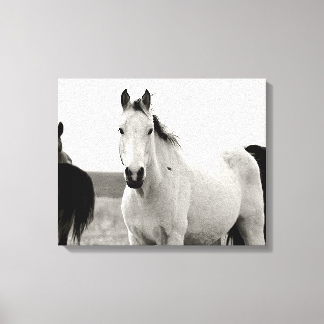 Impressão Em Tela Cavalo Negro e Branco nas Colinas Flint (Frente)