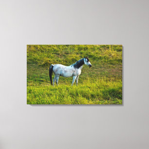 Impressão Em Tela cavalo Palouse, Colfax, Área Palouse, Washington
