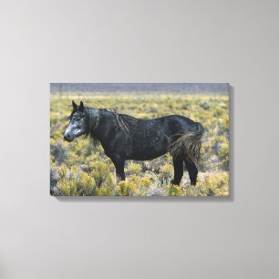 Impressão Em Tela Cavalo selvagem do mustang no deserto