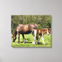 CAVALOS