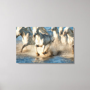 Impressão Em Tela Cavalos brancos da Camargue, França