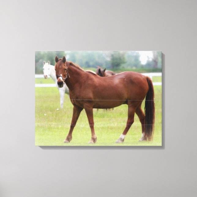Impressão Em Tela Cavalos/Canvas (Frente)