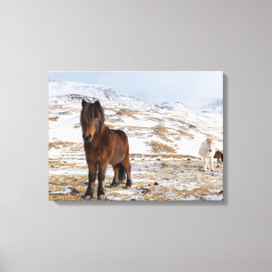 Impressão Em Tela Cavalos islandêses no inverno