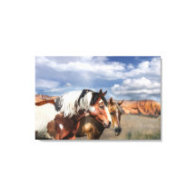 Cavalos Mustang na natureza, Stallion e sua égua.