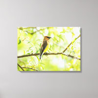 Cedar Waxwing
