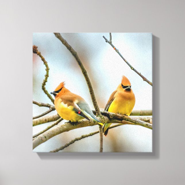 Impressão Em Tela Cedar Waxwing - Foto Original (Frente)