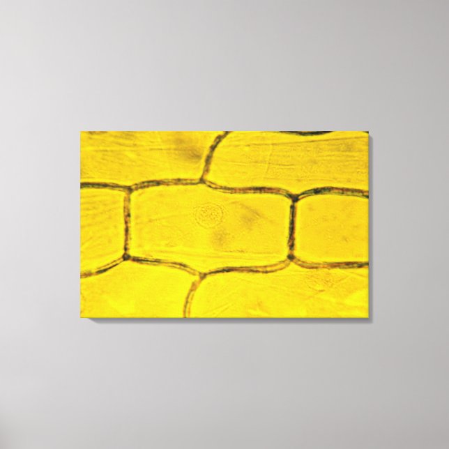 Impressão Em Tela Células da Cebola (Frente)