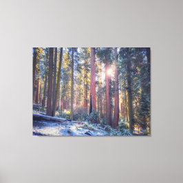 Impressão Em Tela Cena de Floresta de Sequoias de Inverno Ensolarada