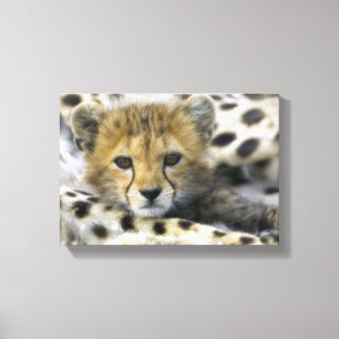 Impressão Em Tela Cheetah