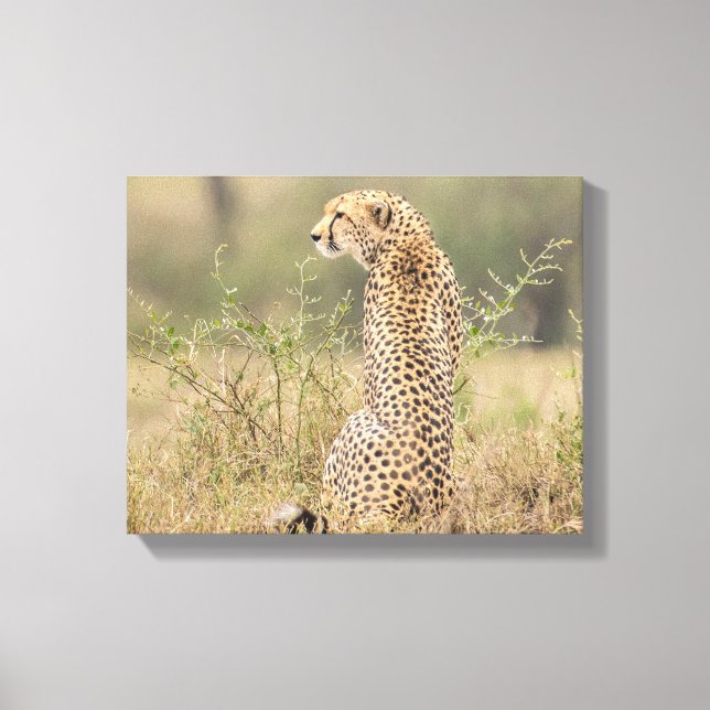 Impressão Em Tela Cheetah no cenário natural molhado (Frente)